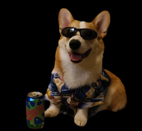 A relaxed corgi laying down