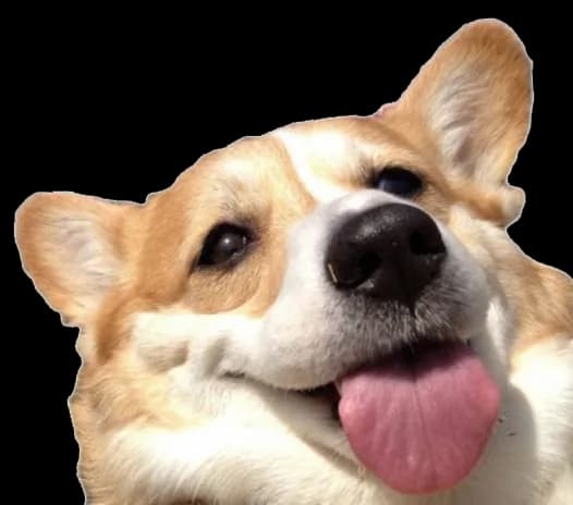 A corgi sticking its tongue out