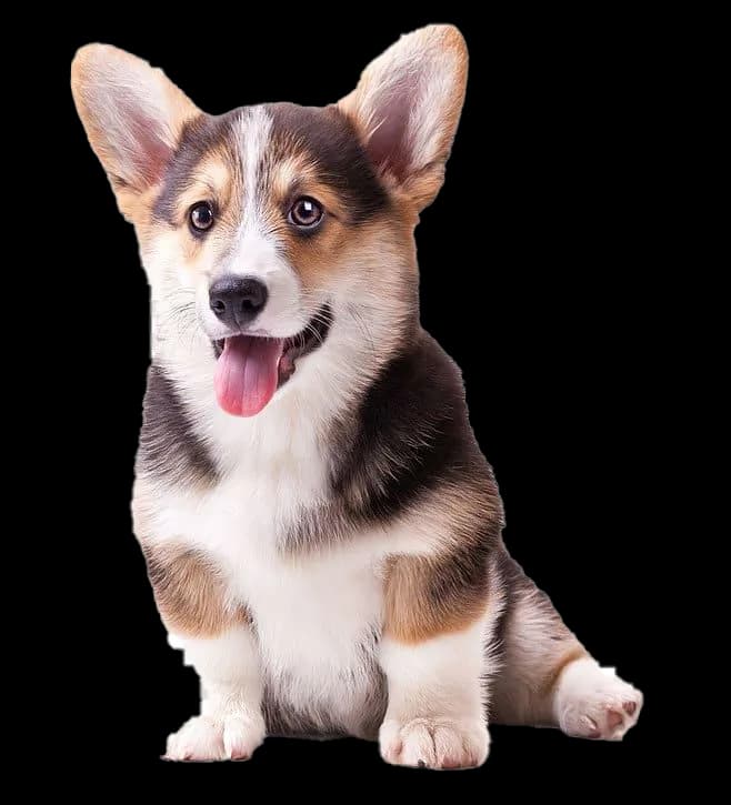 A cute looking corgi