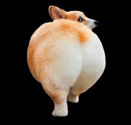 A round and happy corgi