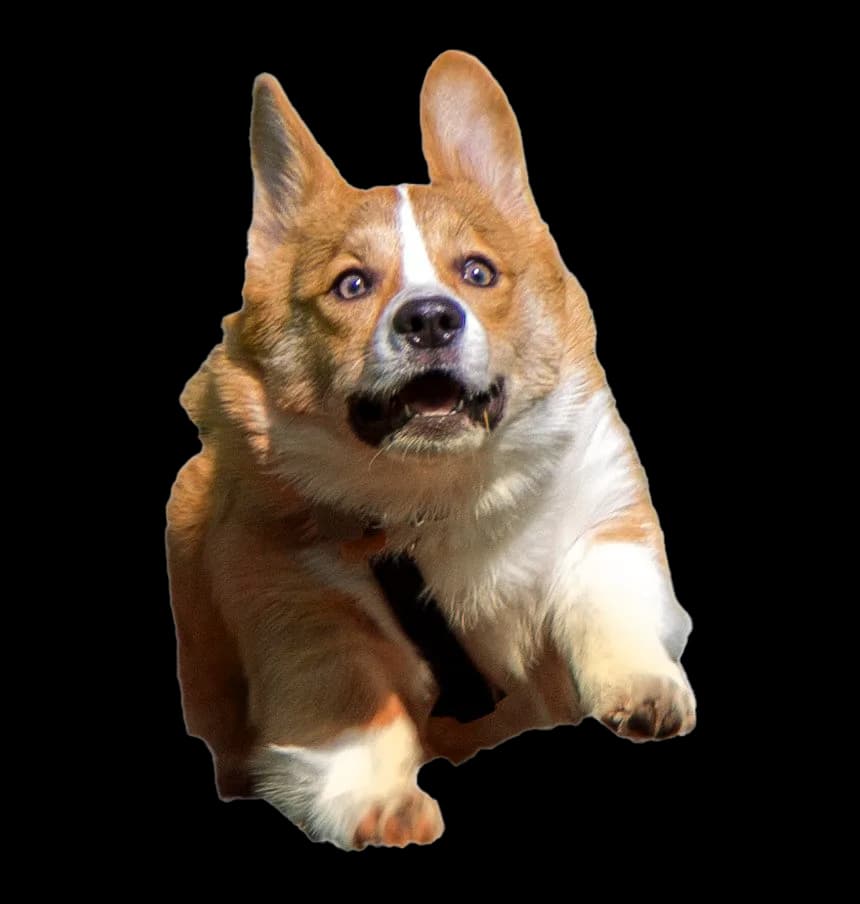 A fast running corgi
