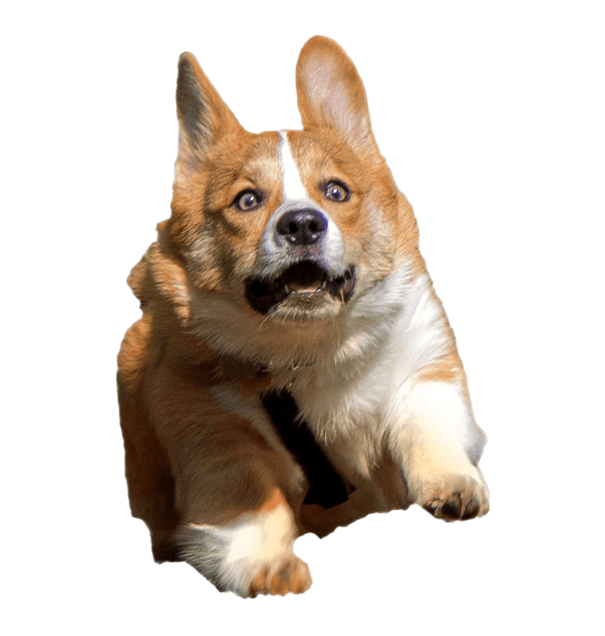 corgi