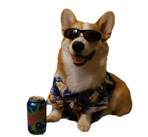 chillaxed corgi